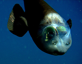See Through Fish !! سمكة شفافة